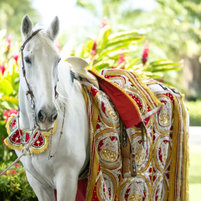 Horses on Hire